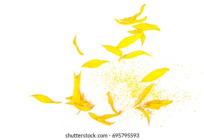 Dry Sunflower Petals Isolated On White Background