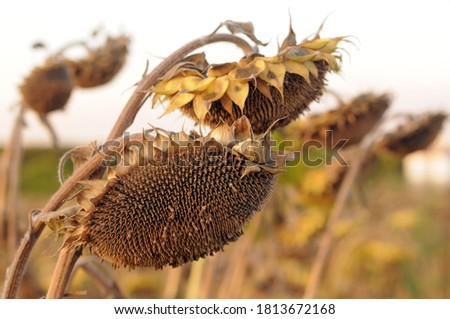 Dry sunflowers on the field in September close-up