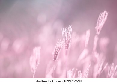 Dry Swollen Finger Grass Flowers (Chloris Barbata) In Rural Tropical Grassland With Soft Pink Background