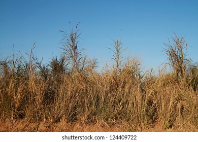 Dry Tall Grass In Forest