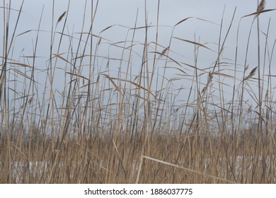 Dry tall grass of reeds close-up on a winter cloudy day. Macro dry wild grass, winter background