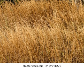 Dry tall weed grass bush background - Powered by Shutterstock