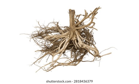 Dry tangled tree root system with fibrous texture and brown woody branches
