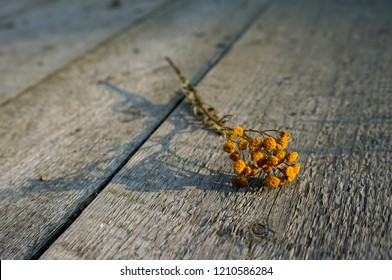 Dry tansy flover on the rough wooden desk,casting a shadow, close up