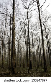 Dry Teak Trees At Agricultural Forest In Winter