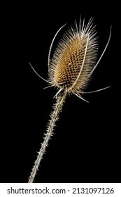 Dry Teasel Flower On A Black Background