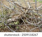 Dry texture wood twig pile background