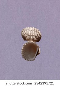 I dry these shells and I clean them a little white. These shells are often found in seafood places.  if on the beach and sea there are many of these most expensive shells. - Shutterstock ID 2342391721