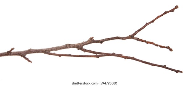 Dry Thin Branches Tree Isolated On Stock Photo (Edit Now) 594795380