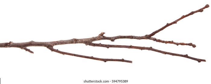 28,010 Thin tree branch Images, Stock Photos & Vectors | Shutterstock