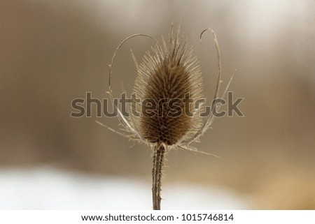 Similar – Foto Bild Makro von vertrockneten Herbstblättern