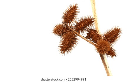 Dry thistle ( Dipsacus Fullonum ) flower head isolated on white. - Powered by Shutterstock