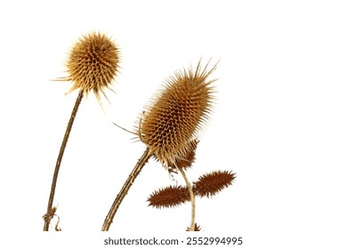 Dry thistle ( Dipsacus Fullonum ) flower head isolated on white. - Powered by Shutterstock