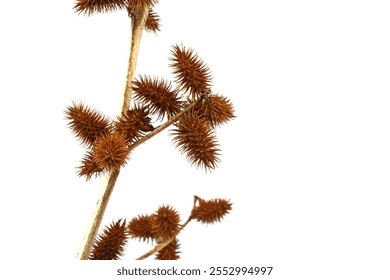 Dry thistle ( Dipsacus Fullonum ) flower head isolated on white. - Powered by Shutterstock