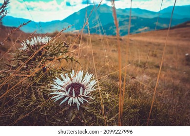 dry thistle flower on Mount Ventasso in Reggio Emilia. High quality photo