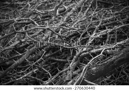Dry thorn of die bush plant