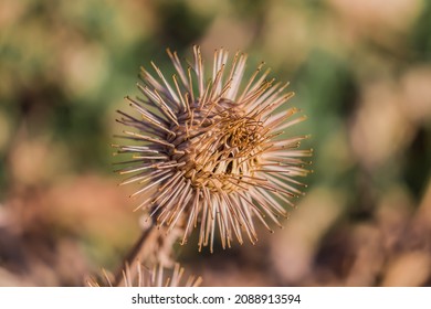 Dry Thorny Burdock Plant In Nature Close-up.