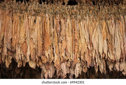 Dry Tobacco Leaf