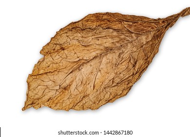 Dry Tobacco Leaf Isolated On White Background.  High Quality Tobacco Big Leaf, Macro Close Up.