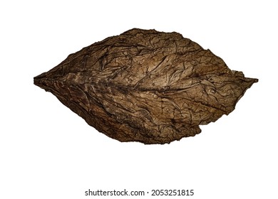 Dry tobacco leaf isolated on white background. High quality brown tobacco big leaf, macro close up.