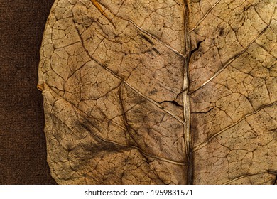 Dry Tobacco leaf texture background, close up. High quality tobacco big leaf, macro closeup