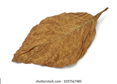 Dry Tobacco Leaves