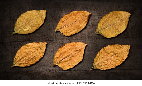 Dry Tobacco Leaves On Black Wooden Background