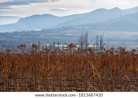 Image, Stock Photo Dry buds Environment