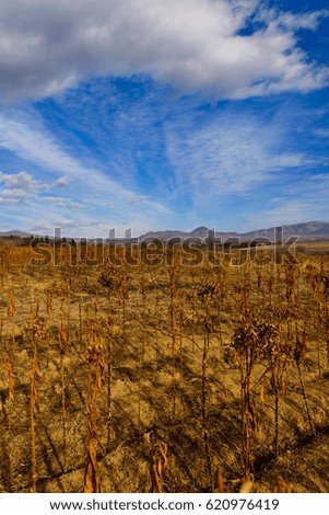 Similar – Image, Stock Photo Dry buds Environment