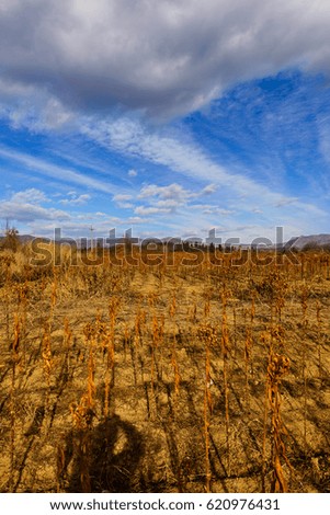 Similar – Image, Stock Photo Dry buds Environment