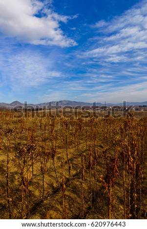 Similar – Image, Stock Photo Dry buds Environment