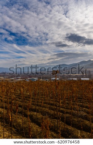 Similar – Image, Stock Photo Dry buds Environment