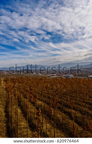 Similar – Image, Stock Photo Dry buds Environment