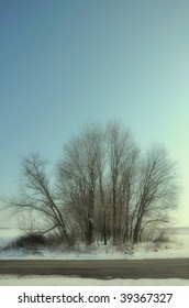 Dry tree