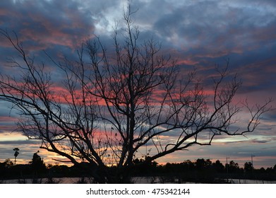dry tree