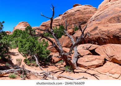 Dry tree against the background of an Eroded landscape, Arches National Park, Moab, Utah, USA