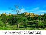 Dry tree against a background of vegetation and layered erosional geological formations, Theodore Roosevelt National Park, North Dakota, USA