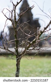 Dry Tree With A Background Of Dieng Temple.