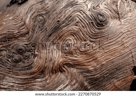 dry tree bark. natural pattern on the tree trunk. brown natural texture