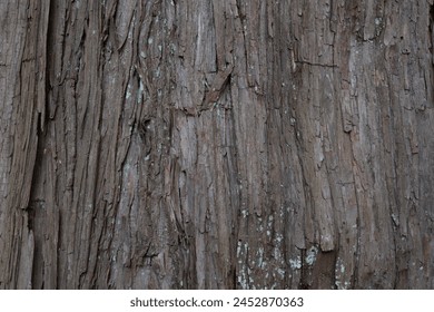 dry tree bark texture and background, nature concept