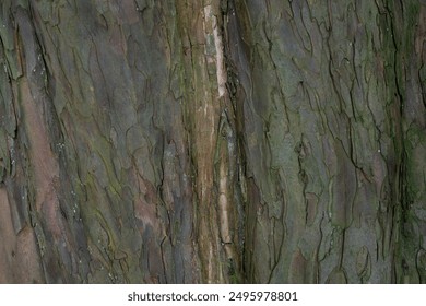 dry tree bark texture and background, nature concept