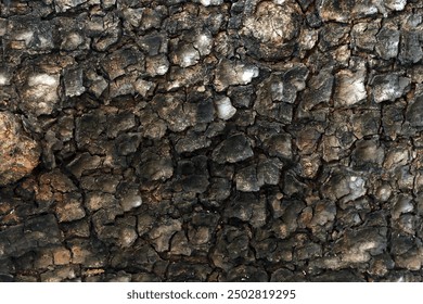 Dry tree bark texture background, Background of dry tree bark with cracks