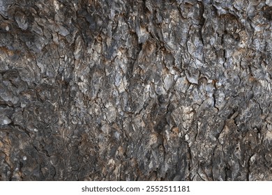 dry tree bark texture and background, nature concept
