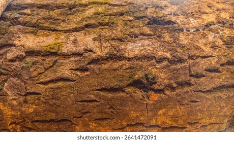 Dry tree bark texture and background, nature concept