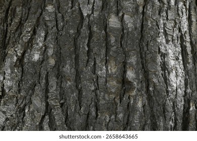 dry tree bark texture and background, nature concept