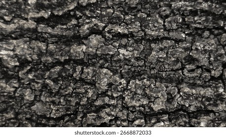 dry tree bark texture and background, nature concept