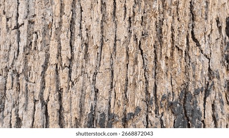 dry tree bark texture and background, nature concept