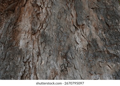 dry tree bark texture and background, nature concept