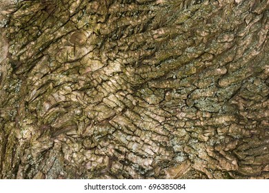 dry tree bark texture background