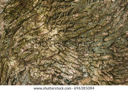 dry tree bark texture background